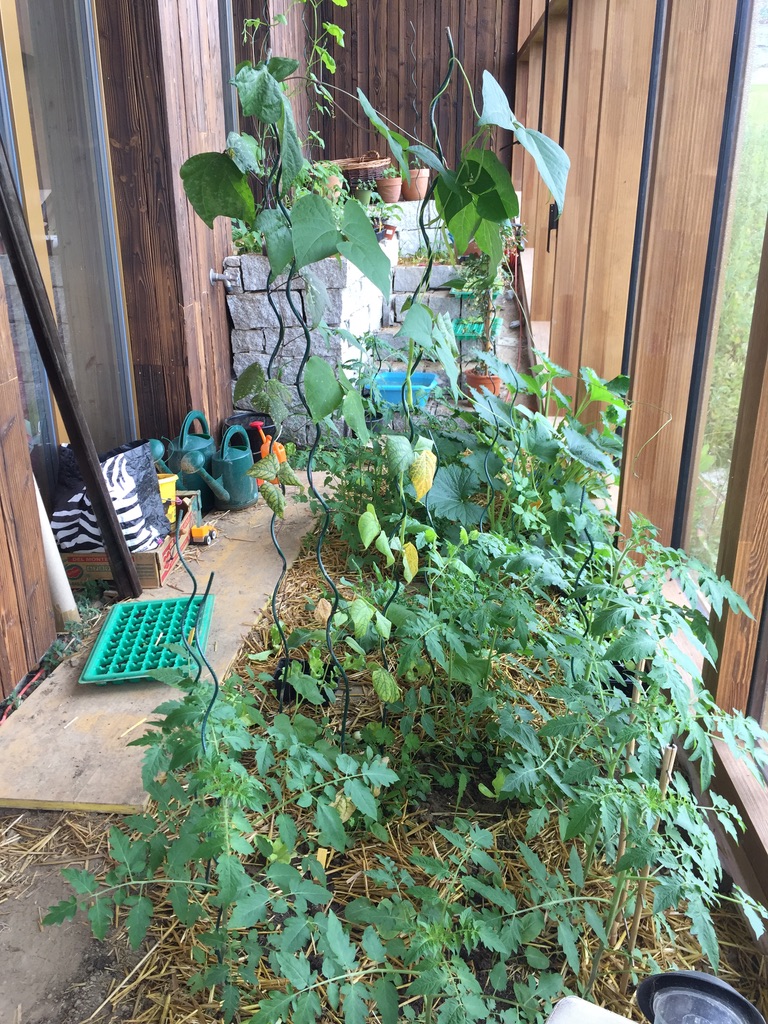 Installation et plantations dans la serre